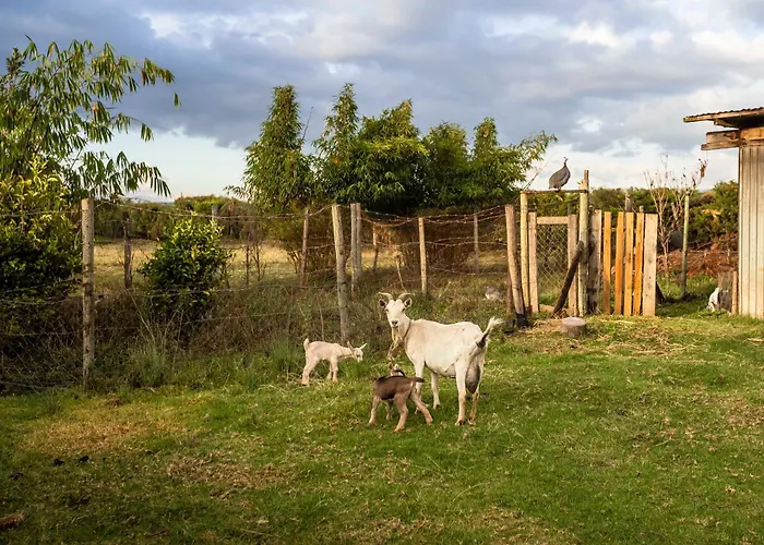 Mount Kenya Farm Stay