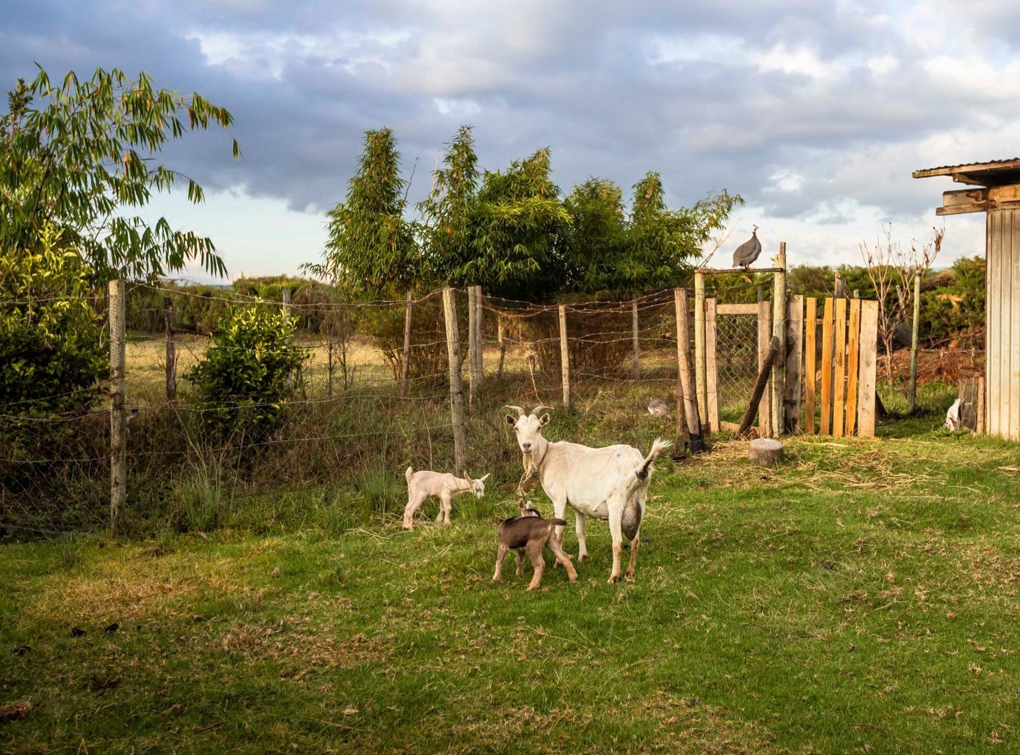 Mount Kenya Farm Lodge *